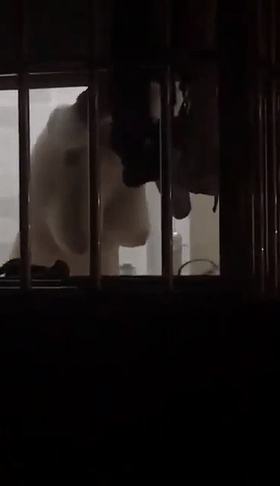 【新片速遞】猎奇对面的少妇洗澡不拉窗帘，雪白的大奶子摇摇晃晃，看着如此巨乳好想吃上一吃呀！[80.61M/MP4/00:44]